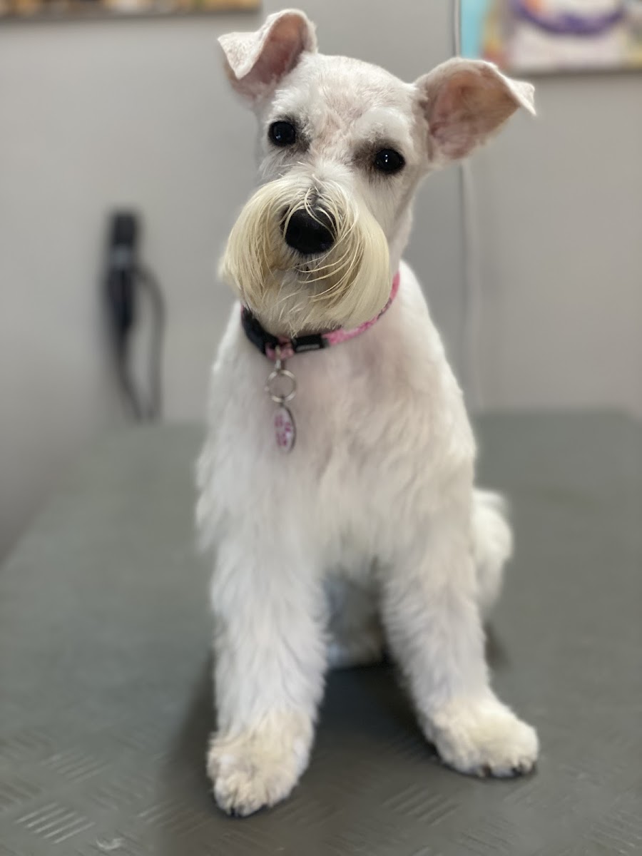 Doggy's Delight (PTY) Ltd. Animal Care Specialists