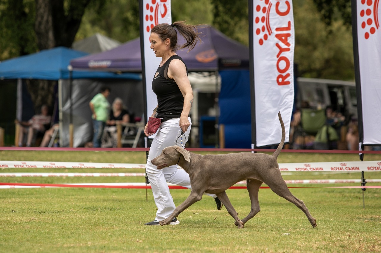 Elite Obedience South Africa
