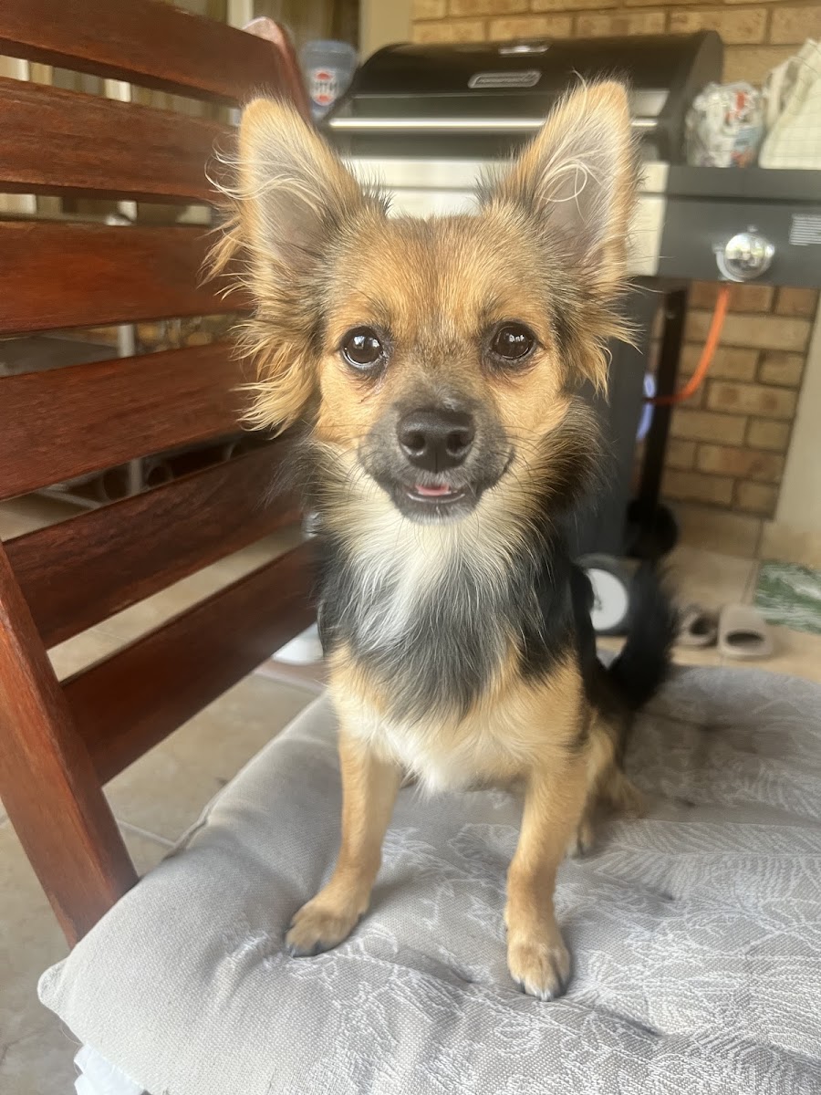 Koven Moodley - Smart Pet Behaviour — photo 2