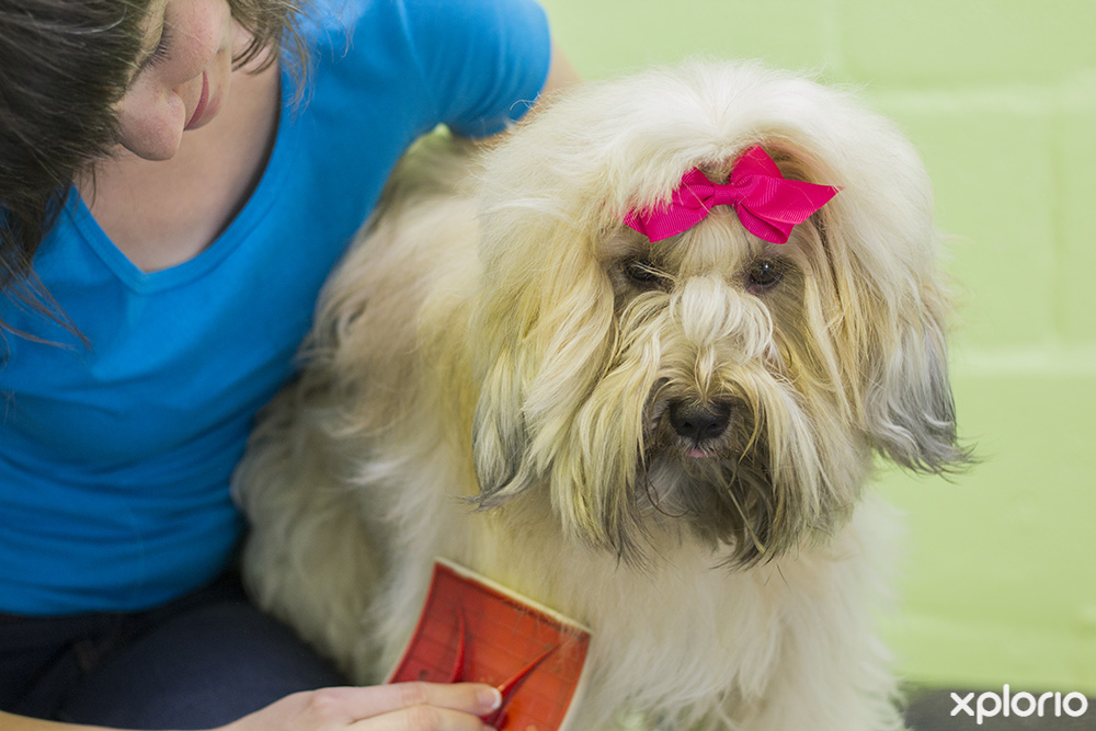 Canine Couture - Hermanus