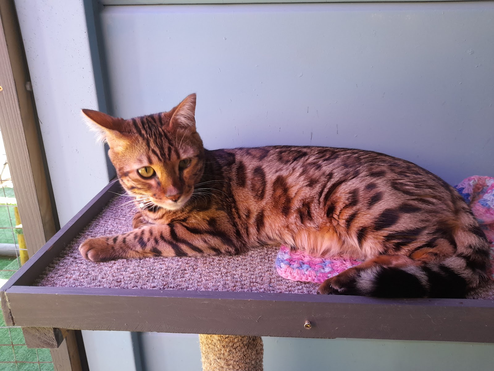 Cat Care Cattery