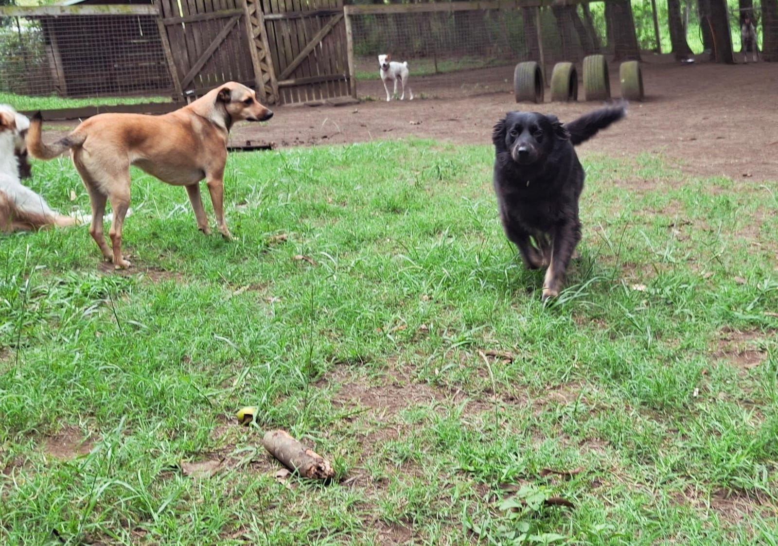 Play Dayz Doggy Daycare Ballito