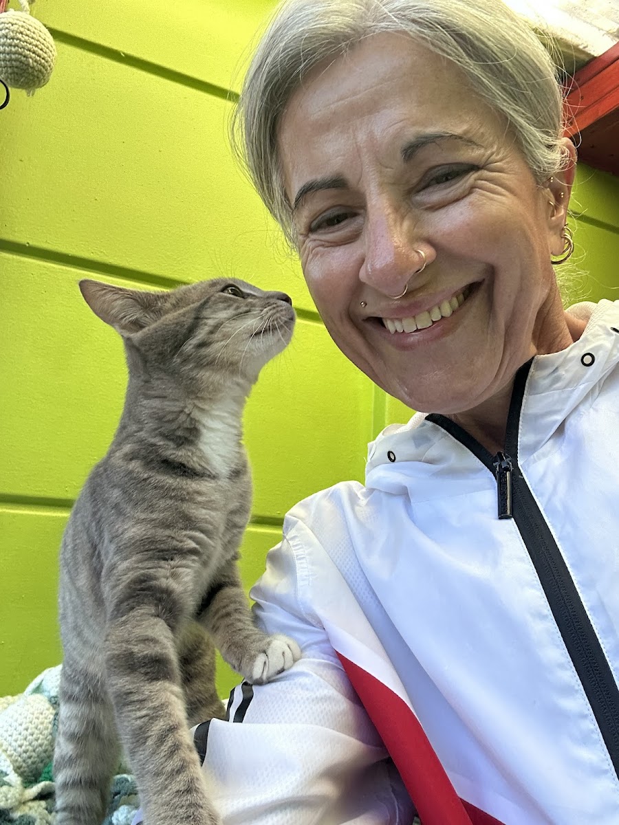 Myeden Boarding Cattery