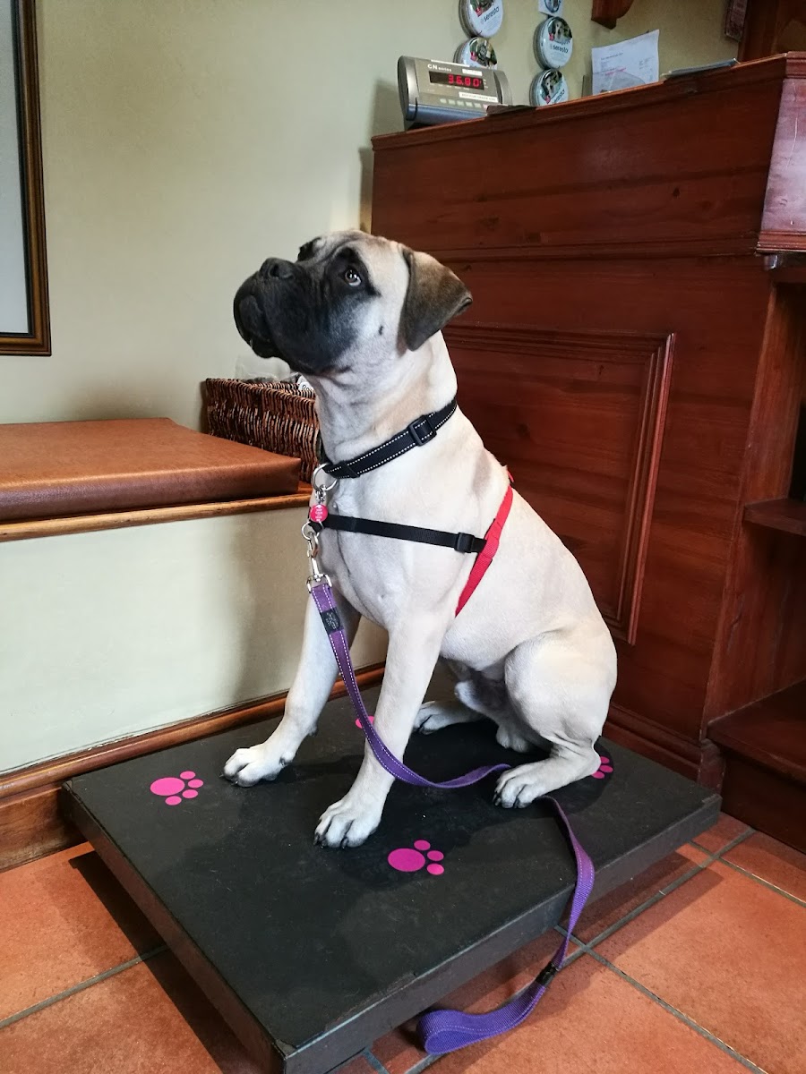Twin Oaks Veterinary Clinic Cc