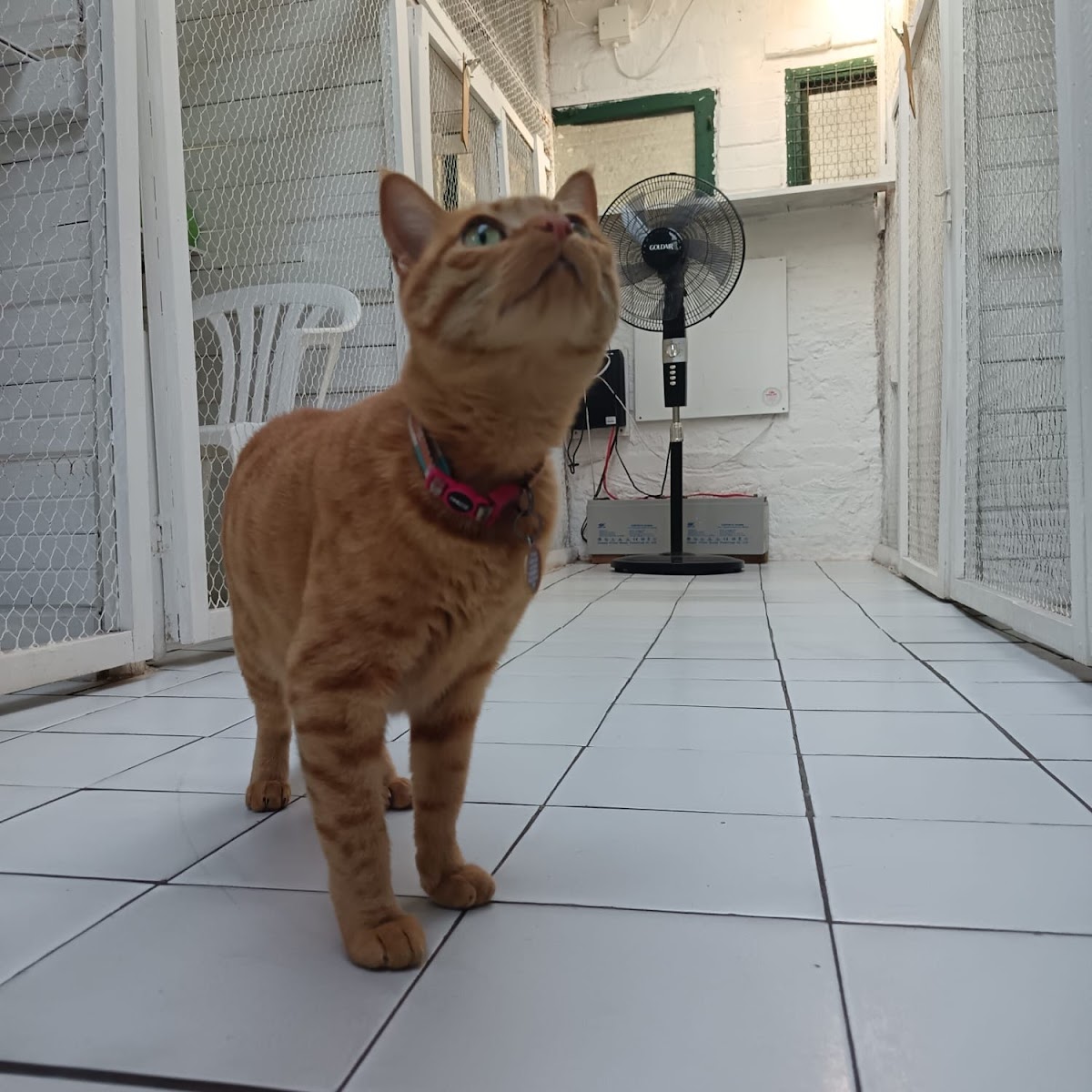 Tomasina Cattery