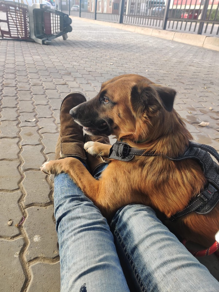 Honey's Garden For Medical Alert Dogs SA