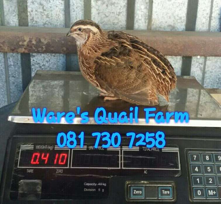 Ware's Quail Farm