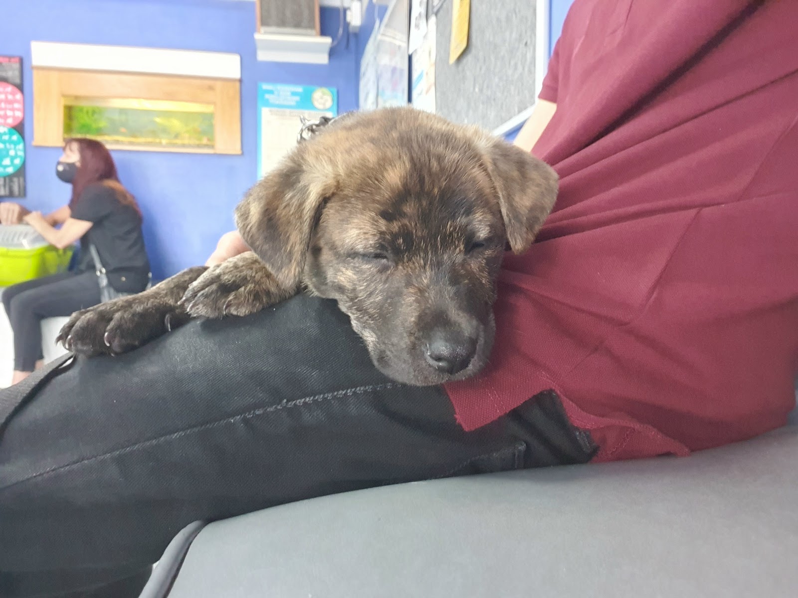 Kraaifontein Animal Hospital