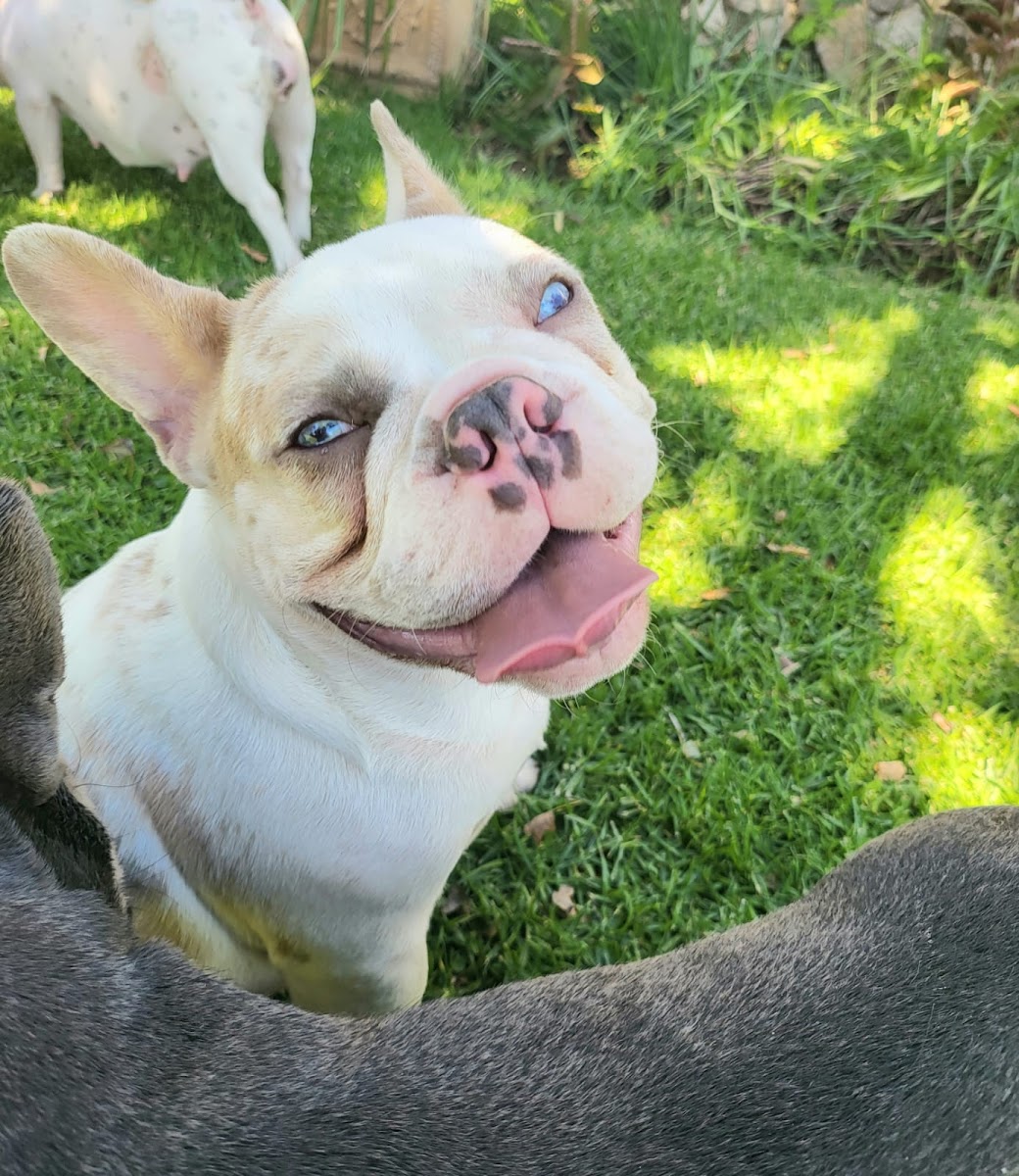 Doublehelix Kennels