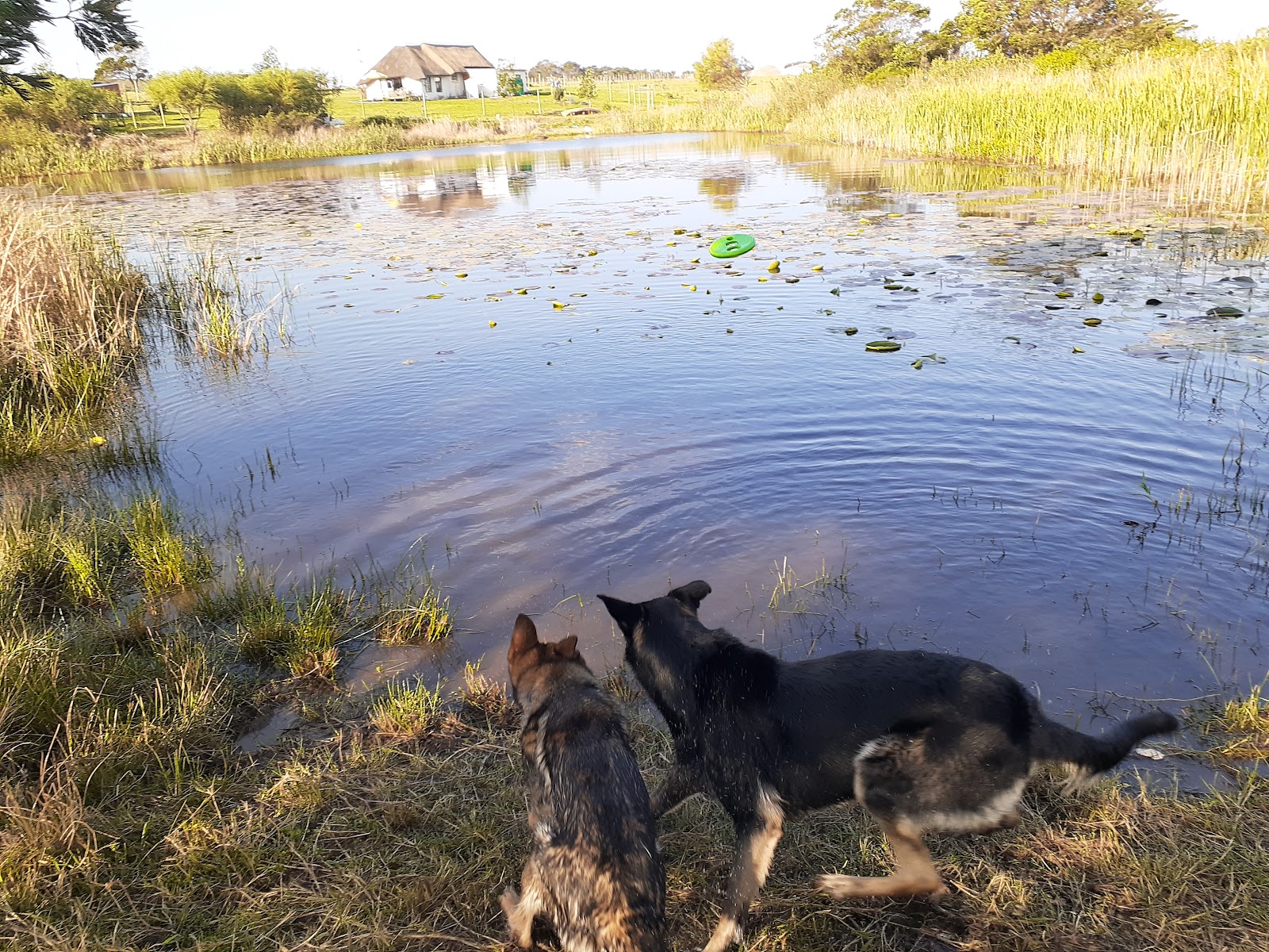 Schutzhunde K9 kennels