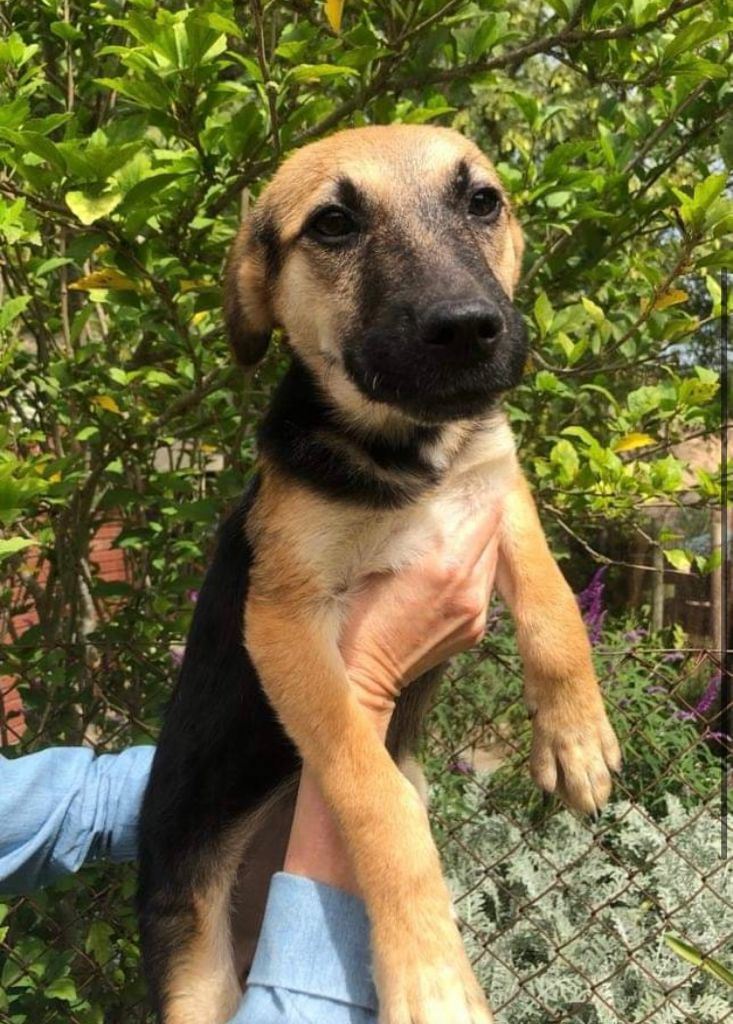 Animal Welfare Society Stellenbosch