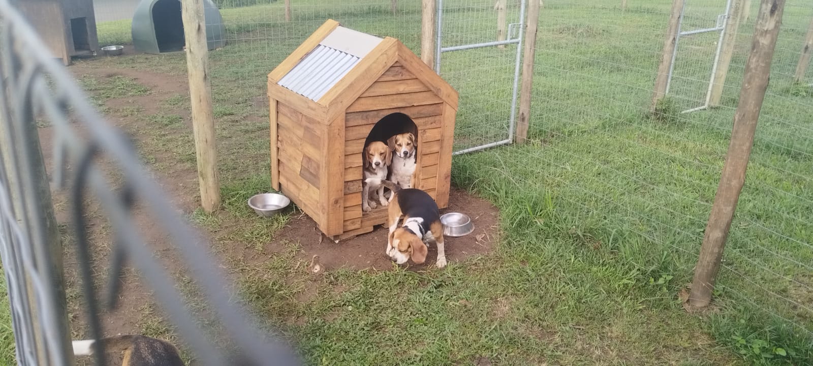 Custom Kennels