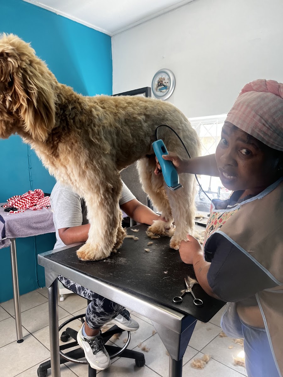 BettaPet Grooming