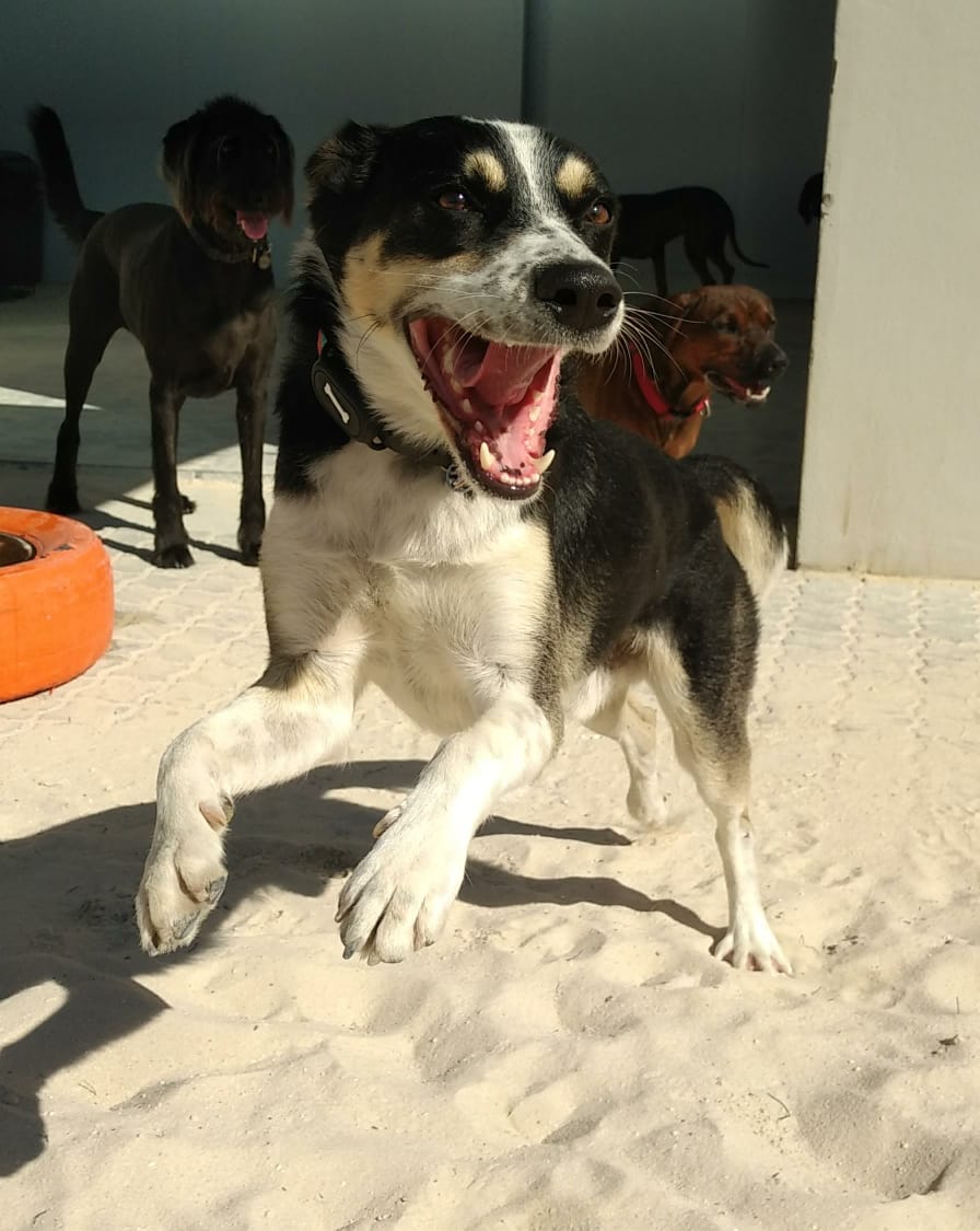 Dogs Day Out (Firgrove) Pet Hotel & Dog Daycare