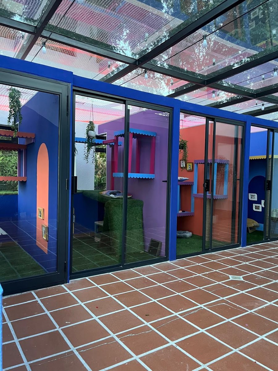 Kitty Religion Cat Hotel