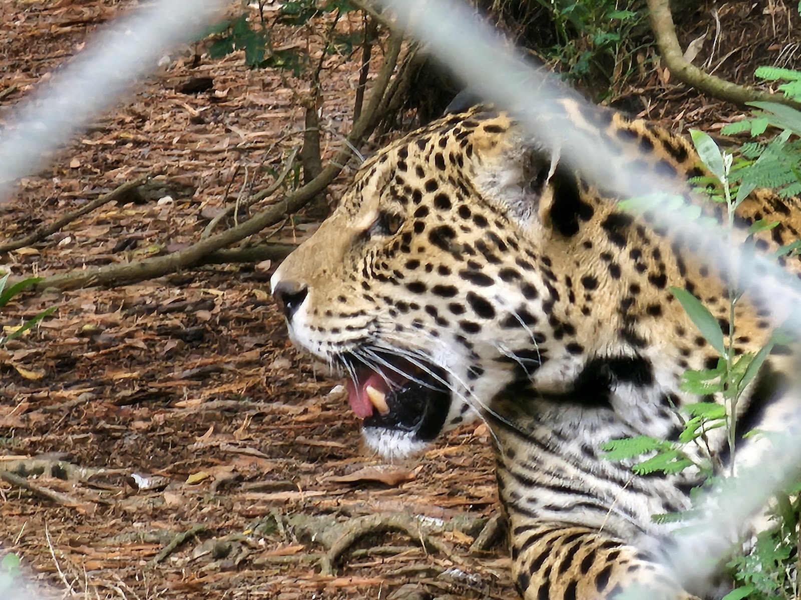 Jukani Wildlife Sanctuary