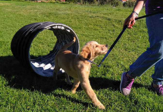 Doggo Genius - force free dog training
