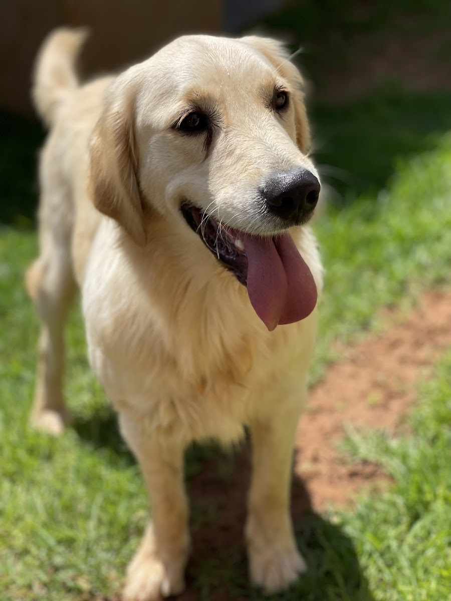 Pet and House Sitter (Pty) Ltd