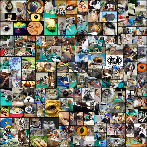 Johannesburg Animal Eye Hospital
