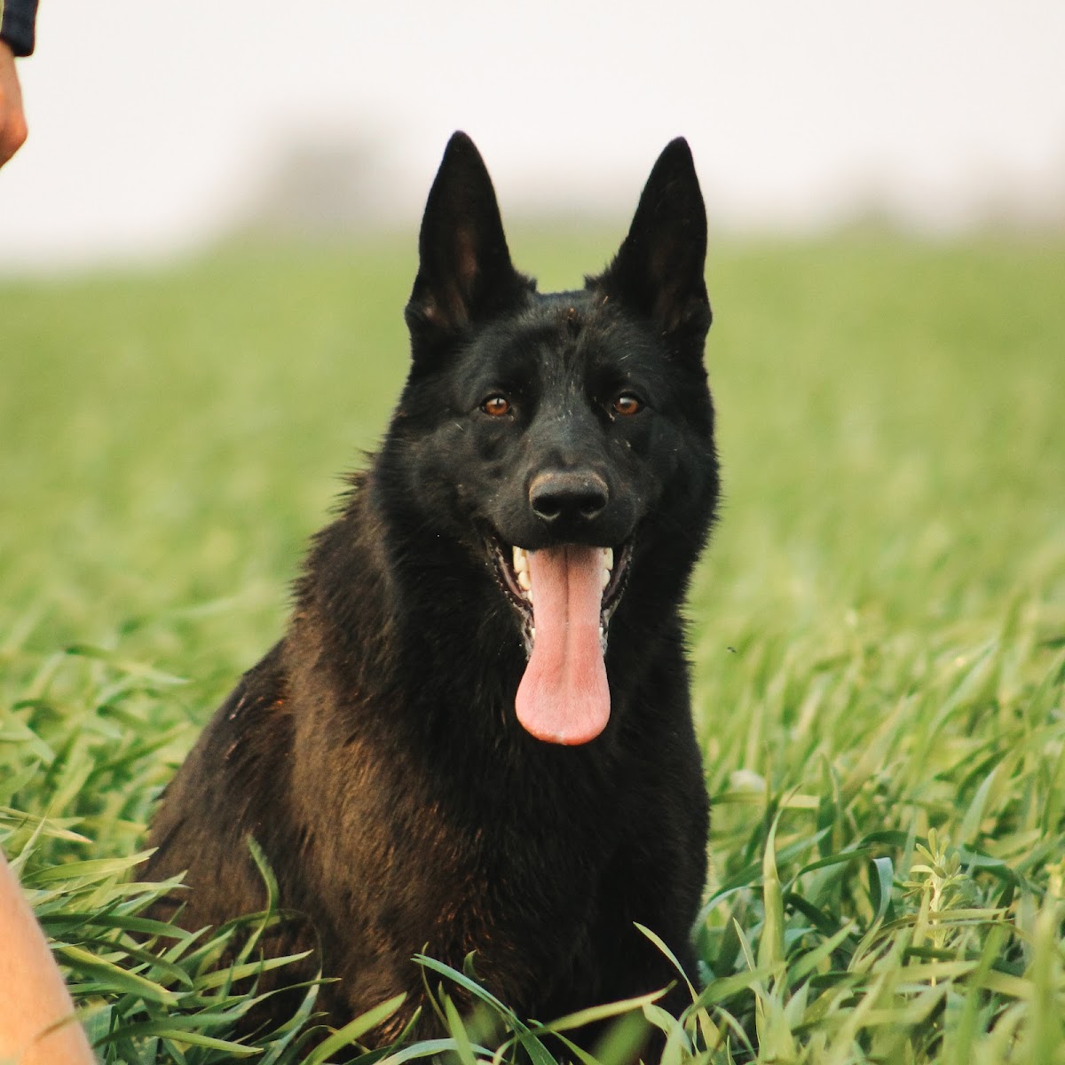Rudaric Kennels