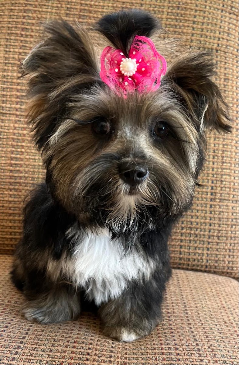 Beauty & the Tramp Doggy Boutique