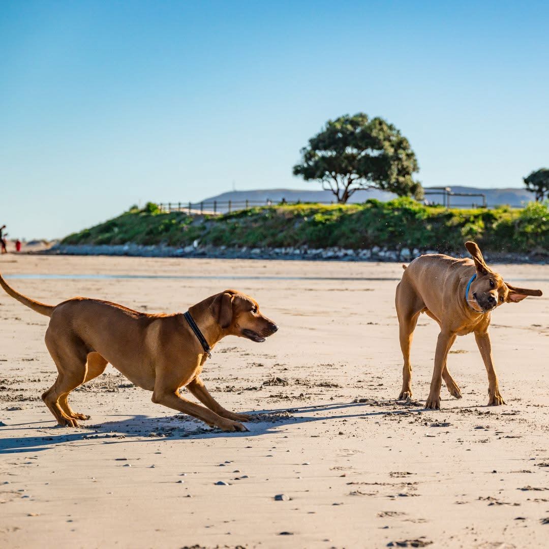 Canine Camino