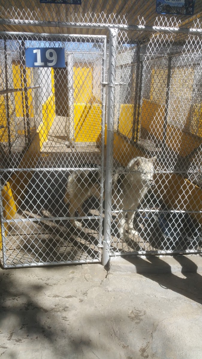Society for the Prevention of Cruelty to Animals Bloemfontein