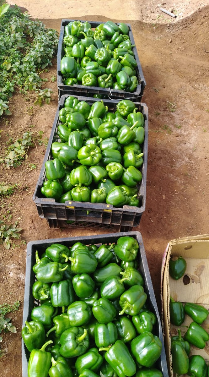 GroSpace - the Online Farmers market