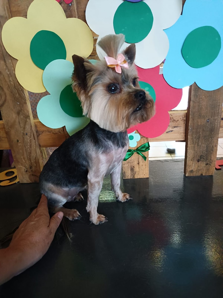 Underdog Wash & Brush