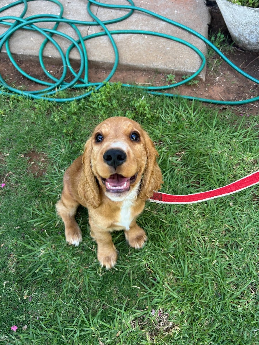 Whimsical Woofs Canine Training