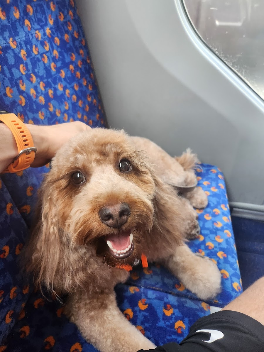 Doug's Dogs | Dog walking, Dog daycare & Dog Grooming