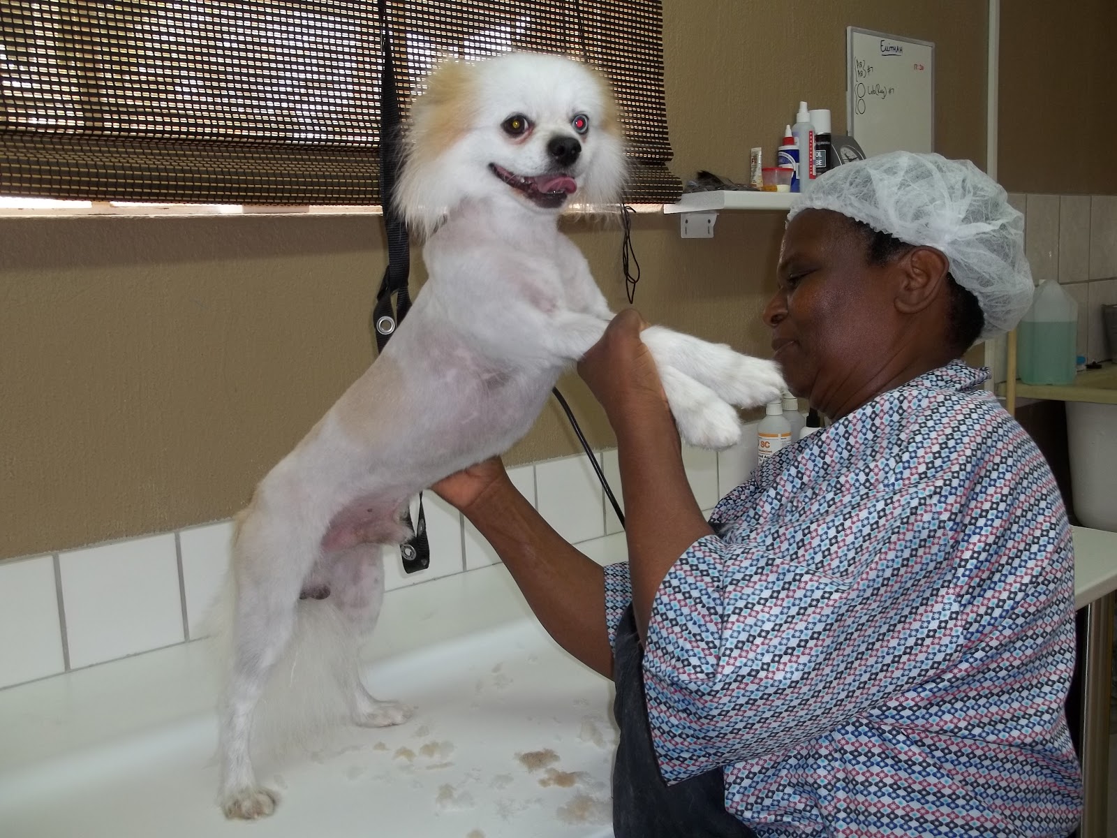 Adoration Pet Grooming Parlour / Animal Behaviour & Training
