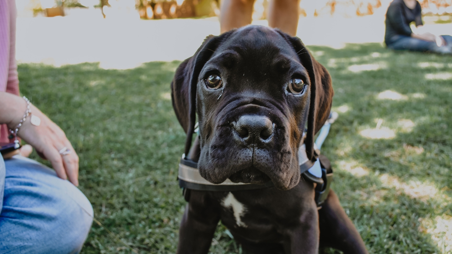 Bark Vader Dog School - May the force free be with you