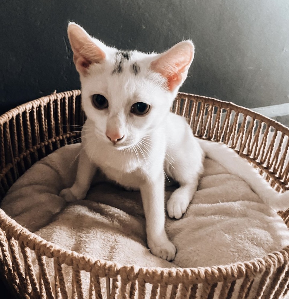 PetCareBallito