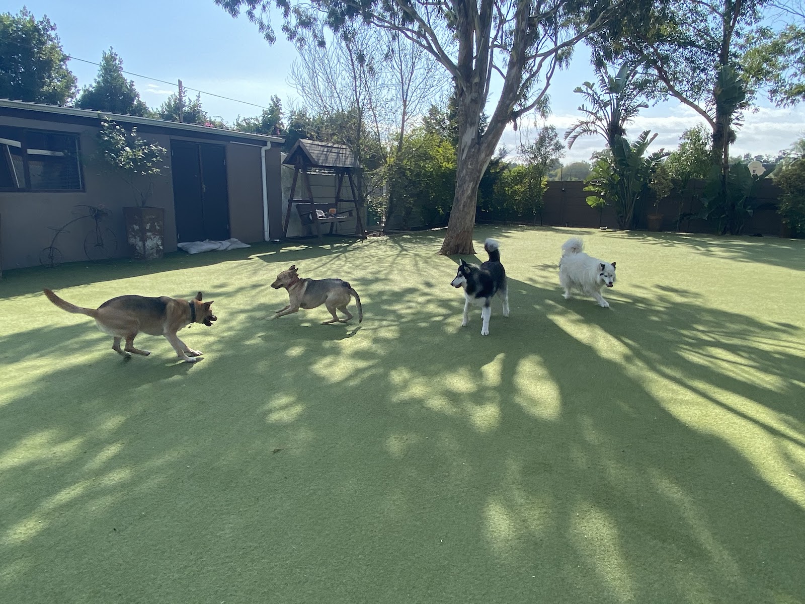 Dog-care-centre