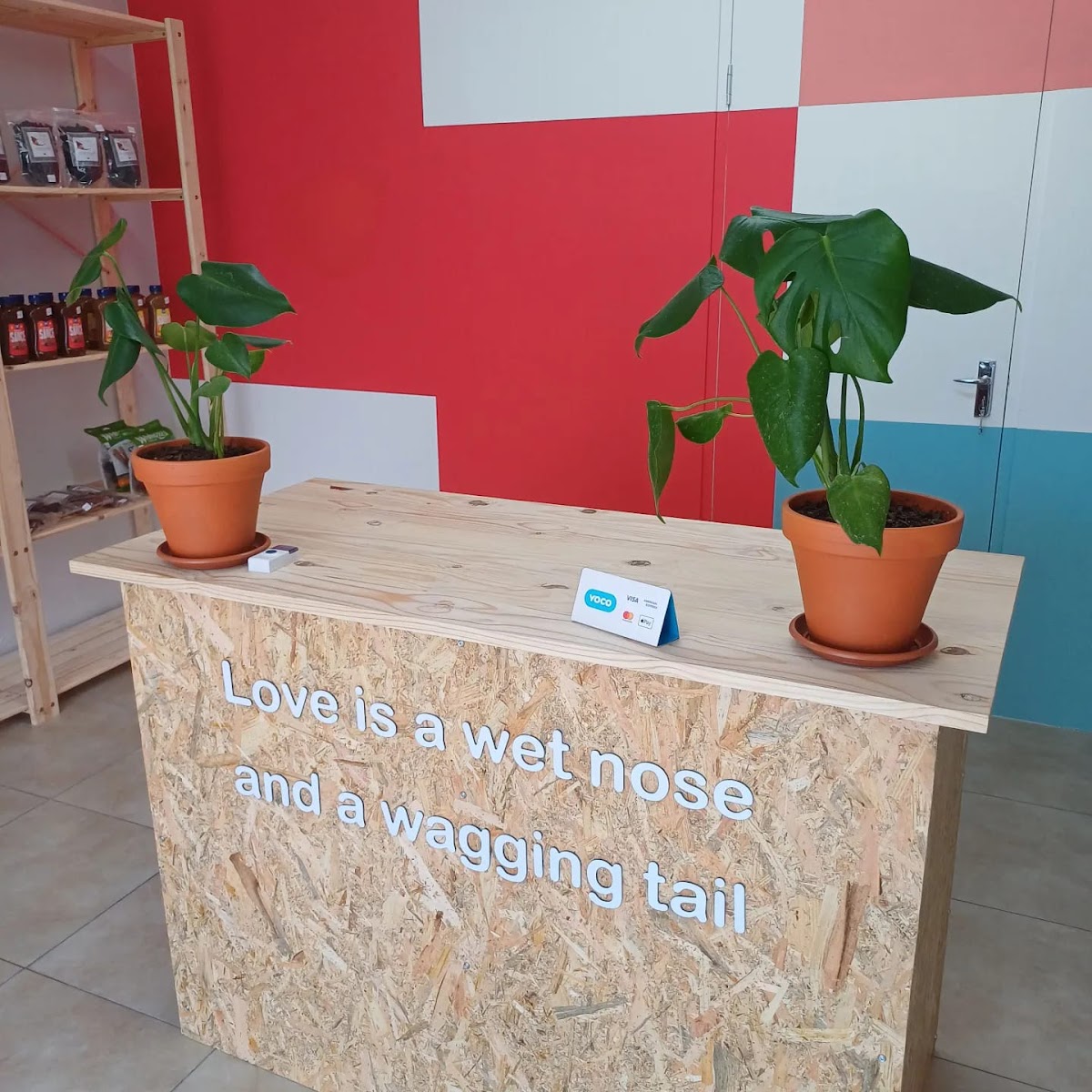 Doggo doggy daycare & boarding Somerset West — photo 2