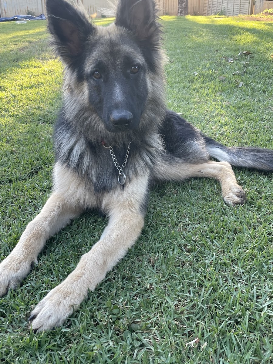 K9Classroom