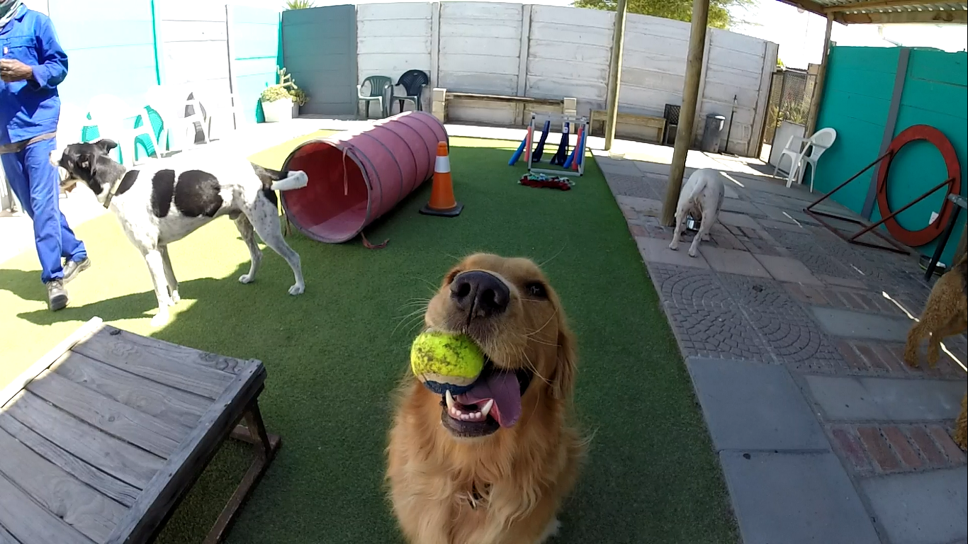 Pet-i-ket Dog Daycare, Training & Boarding