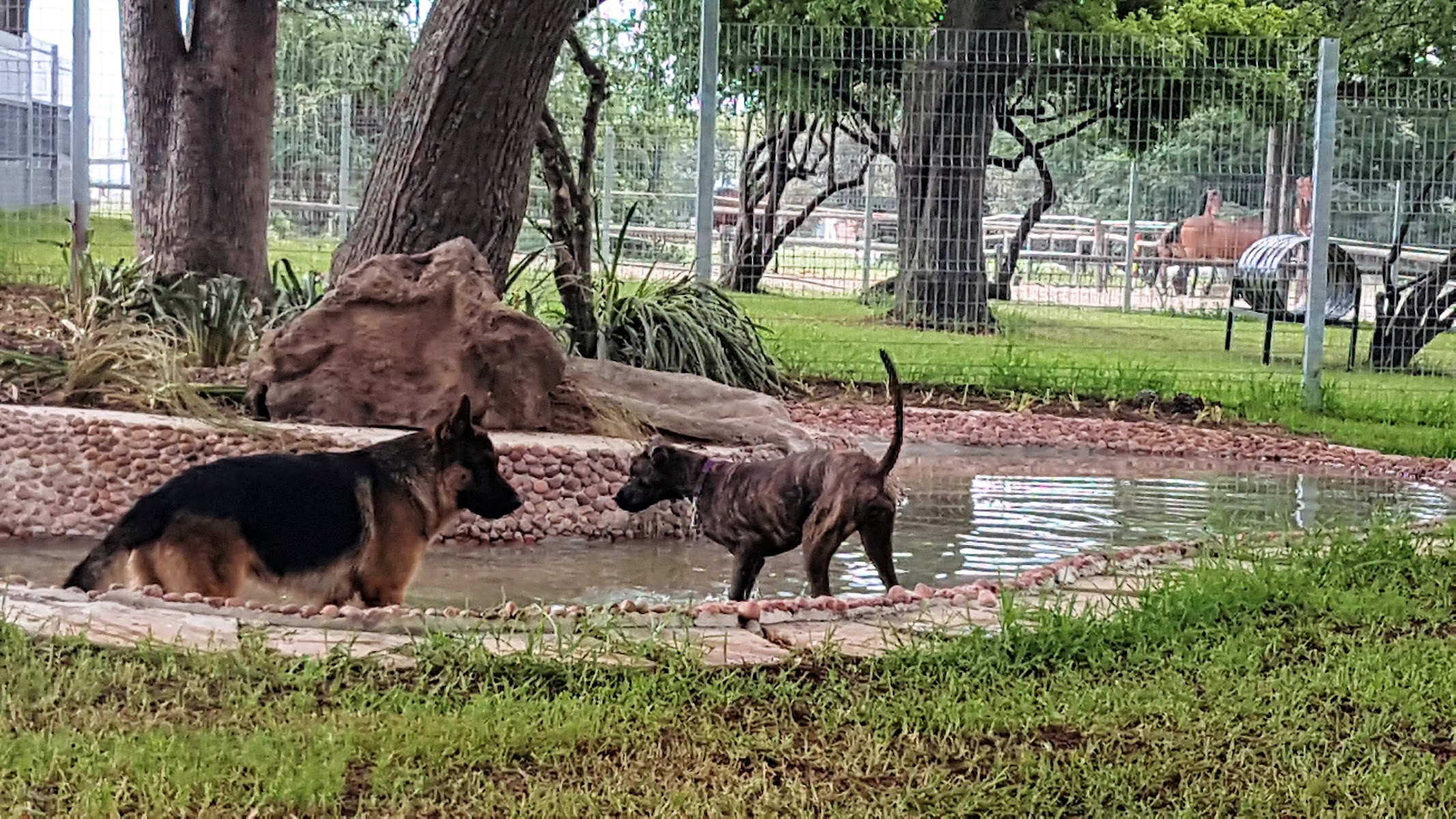 ExecuPaws Dog Daycare Centre