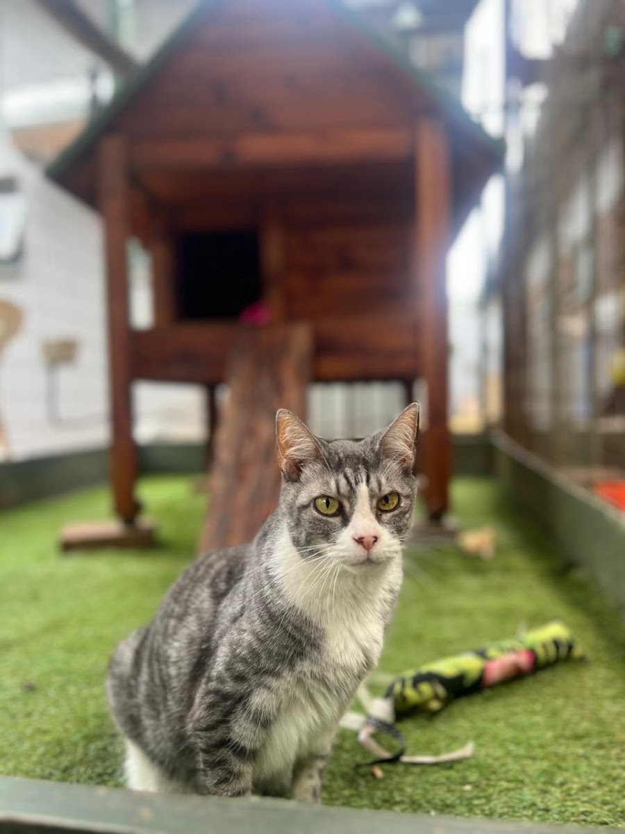 Cattery @ Lakeside Animal Clinic