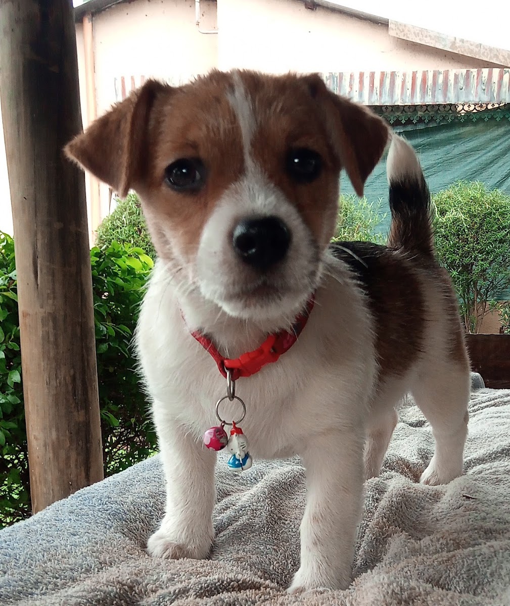 Cradle Kennels Jack Russells