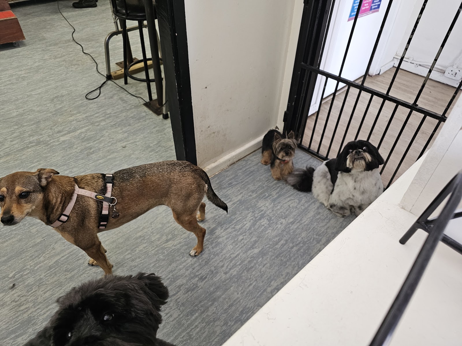 The Dog Box