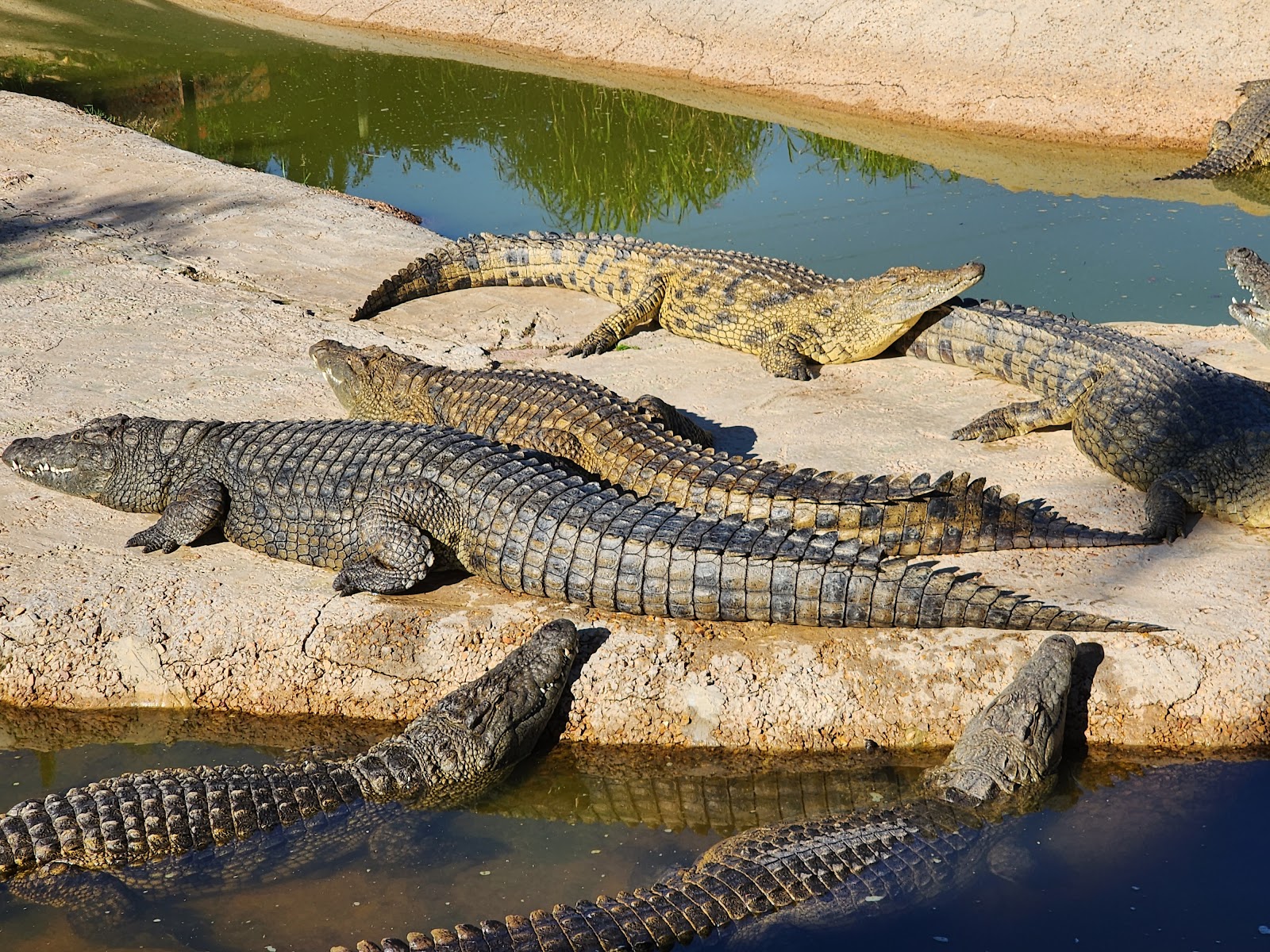 Le Bonheur Reptiles and Adventures