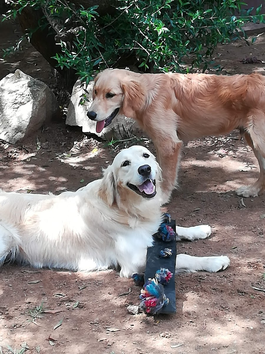 Badhams Fourways Kennels