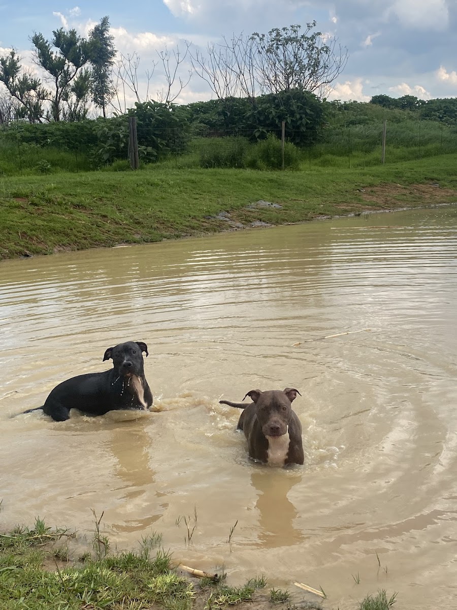 Walks & Waggles Off-Leash Dog Park