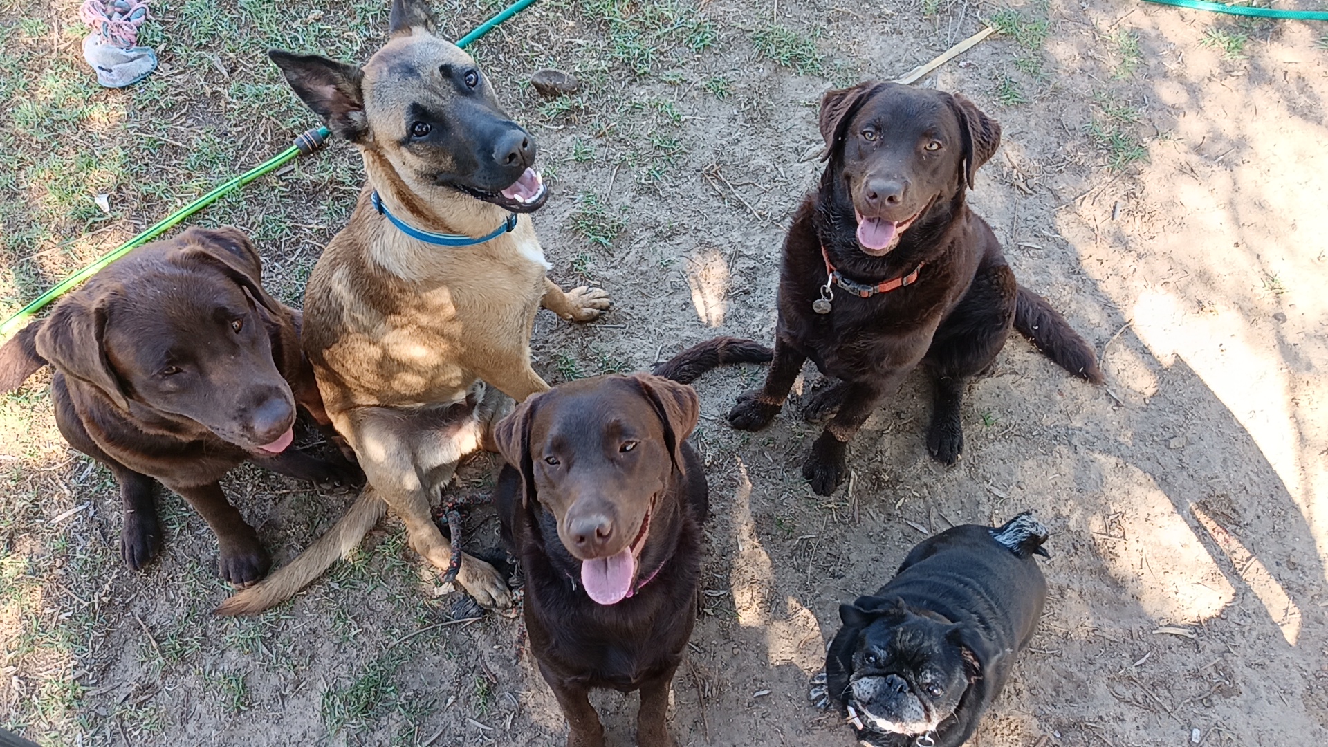 Soco's Doggie Daycare