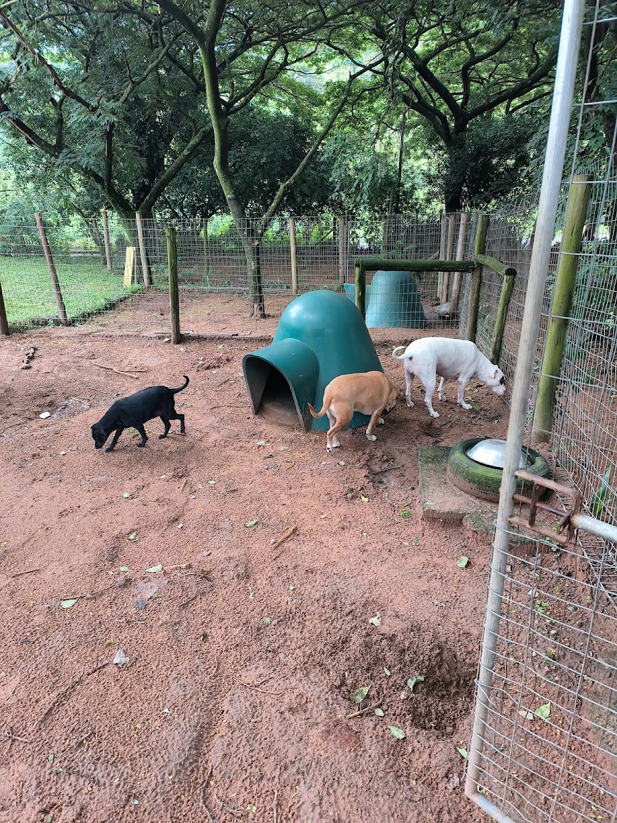 Yvonne's Kennels & Cattery