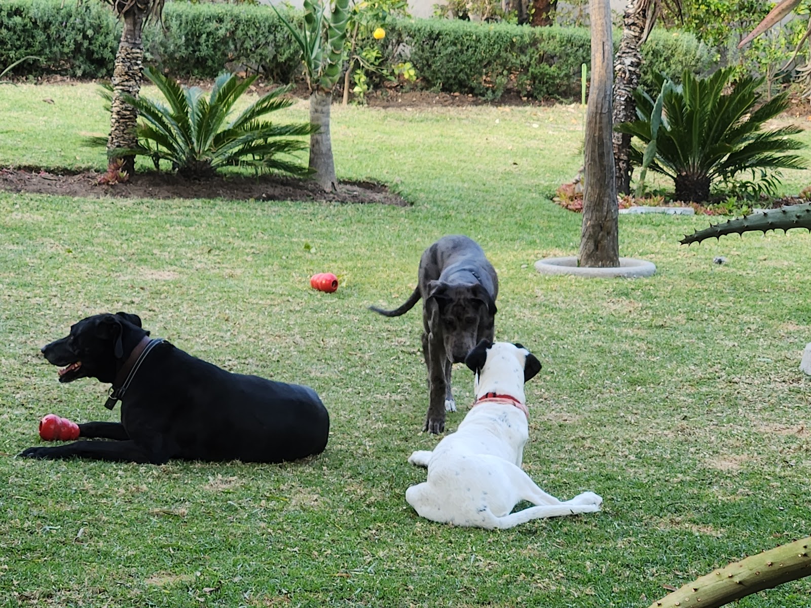 Canine Companion Dog Training & Behaviour | In-Home & Online | Randburg, Roodepoort & Fourways