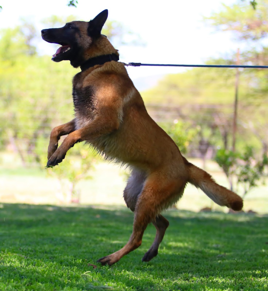 Schutzhunde K9 (Pty) Ltd