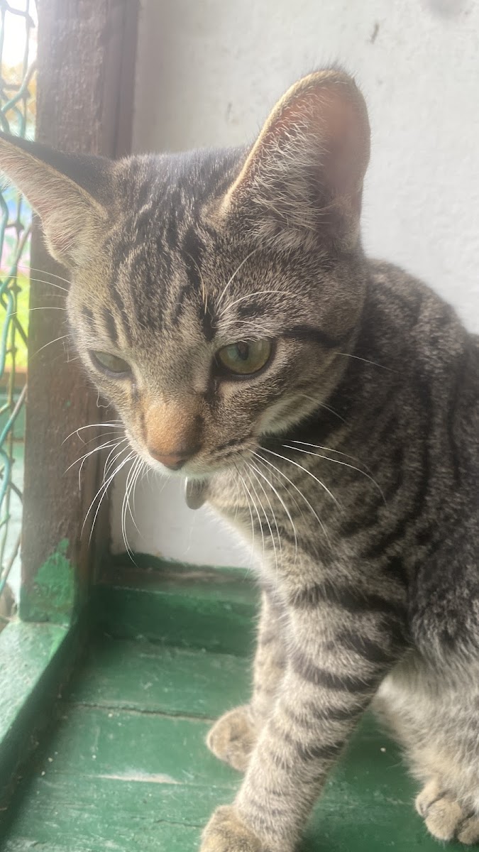 Cher Boarding Cattery